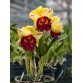 Cattleya Mr Yên Chớp - TG