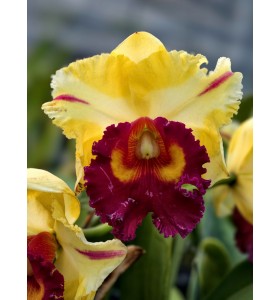 Cattleya Mr Y&ecirc;n Chớp - TG