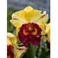 Cattleya Mr Yên Chớp - TG