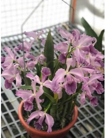 Lc. Canhamiana &ndash; Cattleya lai cổ điển, hoa đẹp đầy sang trọng - TG