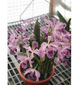 Lc. Canhamiana &ndash; Cattleya lai cổ điển, hoa đẹp đầy sang trọng - TG