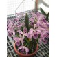 Lc. Canhamiana – Cattleya lai cổ điển, hoa đẹp đầy sang trọng - TG