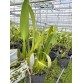 Lc. Canhamiana – Cattleya lai cổ điển, hoa đẹp đầy sang trọng - TG