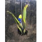 Catt Hawaii xưa - BÁN THEO HƯỚNG