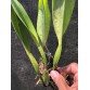Catt Hawaii xưa - BÁN THEO HƯỚNG