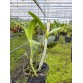 C. INTERMEDIA var. ALBA – VẺ ĐẸP THANH KHIẾT ĐỐN TIM NGƯỜI CHƠI LAN - TG