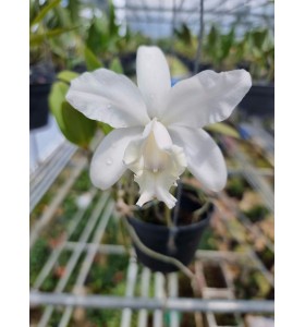 C. INTERMEDIA var. ALBA &ndash; VẺ ĐẸP THANH KHIẾT ĐỐN TIM NGƯỜI CHƠI LAN - TG