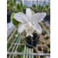 C. INTERMEDIA var. ALBA – VẺ ĐẸP THANH KHIẾT ĐỐN TIM NGƯỜI CHƠI LAN - TG