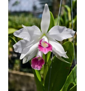 Purpurata Carnea x Violacea Carnea &ndash; Vẻ đẹp giao thoa tinh tế - TG