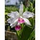 Purpurata Carnea x Violacea Carnea – Vẻ đẹp giao thoa tinh tế - TG