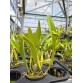 Purpurata Carnea x Violacea Carnea – Vẻ đẹp giao thoa tinh tế - TG
