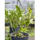 C. bowringiana coerulea ‘Dark Power’ – Blue đậm nổi bật, form hoa tuyển chọn - TG