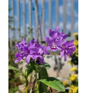 C. bowringiana coerulea &lsquo;Dark Power&rsquo; &ndash; Blue đậm nổi bật, form hoa tuyển chọn - TG