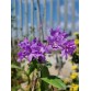 C. bowringiana coerulea ‘Dark Power’ – Blue đậm nổi bật, form hoa tuyển chọn - TG
