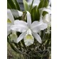 Catt trắng xưa – Dòng lan cổ từ vườn ông Dương Văn Minh - TG