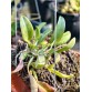 L. alaorii nhập Brazil – Dòng lan mini quý hiếm đầy cuốn hút - TG