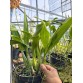 Epl. Pixie Charm – Mini cattleya hoa xinh, màu sắc ngọt ngào - TG