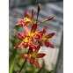Epl. Pixie Charm – Mini cattleya hoa xinh, màu sắc ngọt ngào - TG