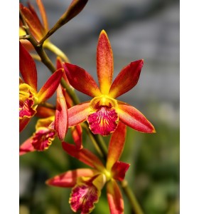 Epl. Pixie Charm &ndash; Mini cattleya hoa xinh, m&agrave;u sắc ngọt ng&agrave;o - TG