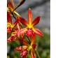 Epl. Pixie Charm – Mini cattleya hoa xinh, màu sắc ngọt ngào - TG