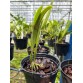 C. percivaliana ‘Marmolada’ – BÁN THEO HƯỚNG - TG