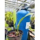 C. percivaliana ‘Marmolada’ – BÁN THEO HƯỚNG - TG