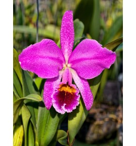 C. percivaliana &lsquo;Marmolada&rsquo; &ndash; B&Aacute;N THEO HƯỚNG - TG