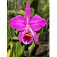 C. percivaliana ‘Marmolada’ – BÁN THEO HƯỚNG - TG