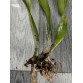 C. mossiae semi alba – Dễ nở đồng loạt, bán hướng 3 thân khỏe đẹp - TG