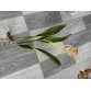 C. mossiae semi alba – Dễ nở đồng loạt, bán hướng 3 thân khỏe đẹp - TG