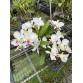 C. mossiae semi alba – Dễ nở đồng loạt, bán hướng 3 thân khỏe đẹp - TG