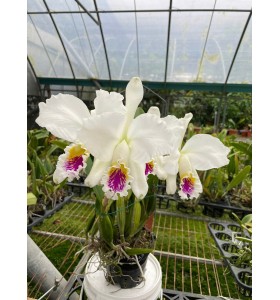 C. mossiae semi alba &ndash; Dễ nở đồng loạt, b&aacute;n hướng 3 th&acirc;n khỏe đẹp - TG