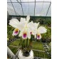 C. mossiae semi alba – Dễ nở đồng loạt, bán hướng 3 thân khỏe đẹp - TG