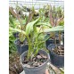 C. Dogashima zin – Dễ cho hoa, form đẹp chuẩn dòng cổ điển - TG