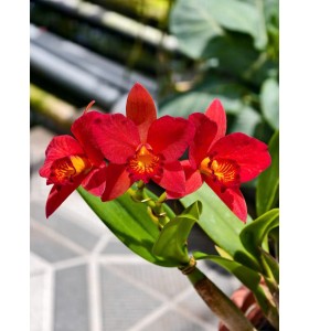 C. Dogashima zin &ndash; Dễ cho hoa, form đẹp chuẩn d&ograve;ng cổ điển - TG