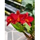 C. Dogashima zin – Dễ cho hoa, form đẹp chuẩn dòng cổ điển - TG