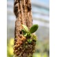 C. cernua aurea – Sắc vàng rực rỡ, lan mini độc đáo dễ sưu tầm - TG