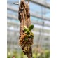 C. cernua aurea – Sắc vàng rực rỡ, lan mini độc đáo dễ sưu tầm - TG