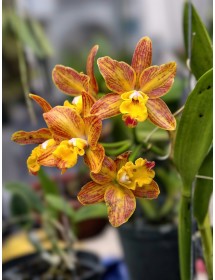 Cattleya Ho&agrave;ng Kim Chớp Lửa (V&agrave;ng g&acirc;n hiếm) &ndash; Th&acirc;n zin, mặt hoa độc lạ đầy cuốn h&uacute;t - TG