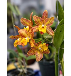 Cattleya Ho&agrave;ng Kim Chớp Lửa (V&agrave;ng g&acirc;n hiếm) &ndash; Th&acirc;n zin, mặt hoa độc lạ đầy cuốn h&uacute;t - TG