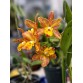 Cattleya Hoàng Kim Chớp Lửa (Vàng gân hiếm) – Thân zin, mặt hoa độc lạ đầy cuốn hút - TG