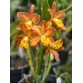 Cattleya Hoàng Kim Chớp Lửa (Vàng gân hiếm) – Thân zin, mặt hoa độc lạ đầy cuốn hút - TG