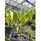 Cattleya Hoàng Kim Chớp Lửa (Vàng gân hiếm) – Thân zin, mặt hoa độc lạ đầy cuốn hút - TG