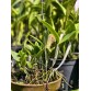 C. intermedia – Vẻ đẹp thanh thoát của dòng lan Brazil nổi tiếng - TG