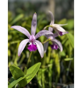 C. intermedia &ndash; Vẻ đẹp thanh tho&aacute;t của d&ograve;ng lan Brazil nổi tiếng - TG