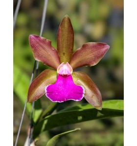 C. Bicolor Star &ndash; Hoa bền tr&ecirc;n 3 tuần, sắc đẹp đầy cuốn h&uacute;t - TG