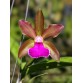 C. Bicolor Star – Hoa bền trên 3 tuần, sắc đẹp đầy cuốn hút - TG