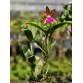 C. Bicolor Star – Hoa bền trên 3 tuần, sắc đẹp đầy cuốn hút - TG