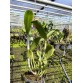C. Bicolor Star – Hoa bền trên 3 tuần, sắc đẹp đầy cuốn hút - TG