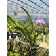 C. Welsiana – Dòng cattleya cổ điển với vẻ đẹp đầy quyến rũ - TG